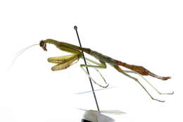 Image of mantids