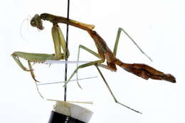 Image of mantids