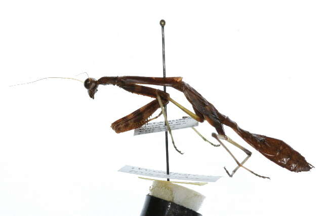 Image of mantids