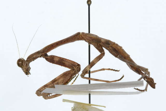 Image of mantids