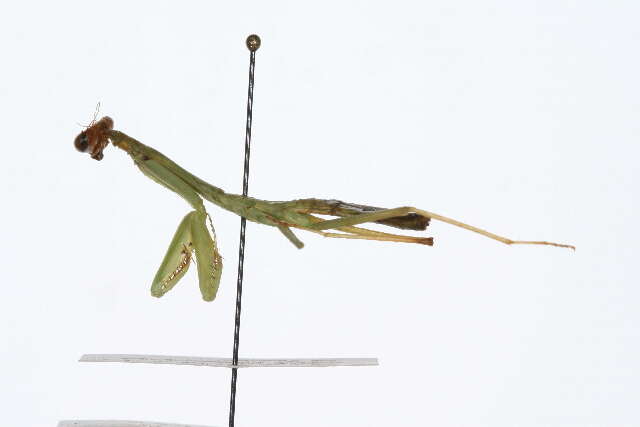 Image of mantids