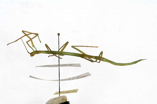 Image of Phasmatodea