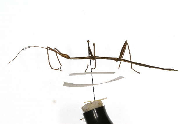 Image of Phasmatodea