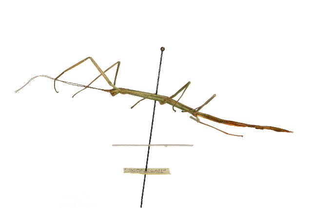 Image of Phasmatodea