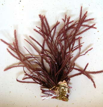 Image of Red Coralline Algae