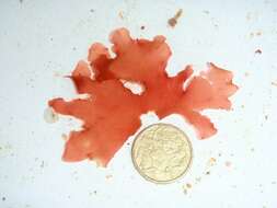 Image of red algae