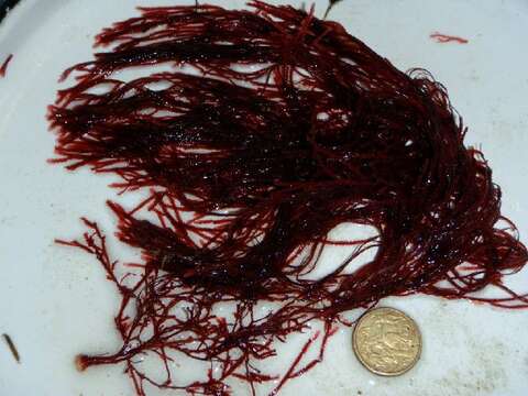 Image of Phacelocarpaceae
