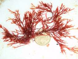 صورة Erythroclonium