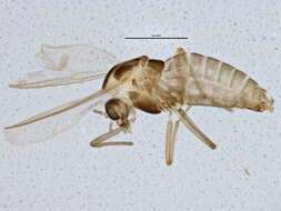 Image of Gymnometriocnemus