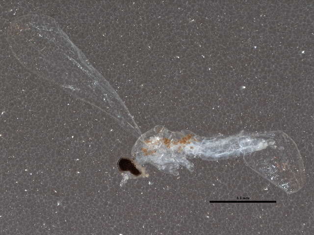 Image of Resseliella