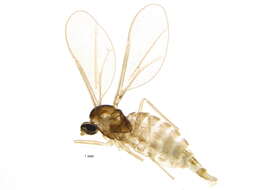 Image of Asteromyia modesta (Felt 1907)