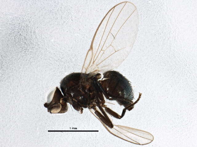 Image of Ophiomyia