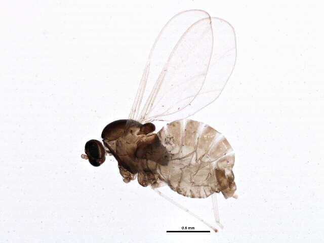 Image de Asteromyia euthamiae Gagne 1968