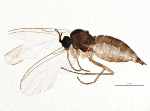 Plancia ëd Scatopsciara atomaria (Zetterstedt 1851)