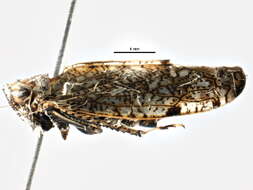 Image of Japanese Leafhopper