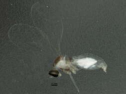 Image of Asteromyia