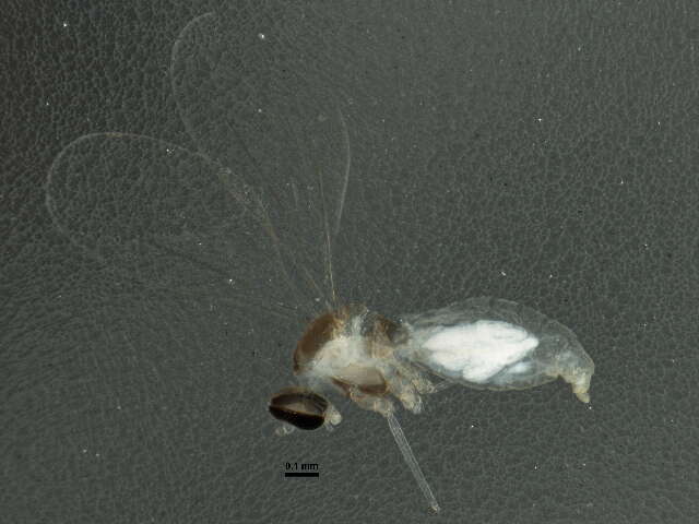 Image of Asteromyia