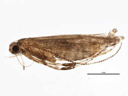 Image of Parornix