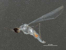 Image of Resseliella