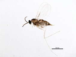 صورة Cecidomyiinae