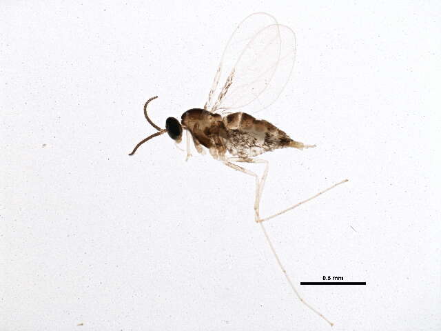 صورة Cecidomyiinae