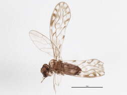 Image of Philotarsus picicornis (Fabricius & J. C. 1793)