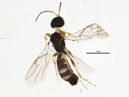 Image of Histeromerus
