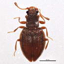 Image of <i>Stephostethus breviclavis</i>