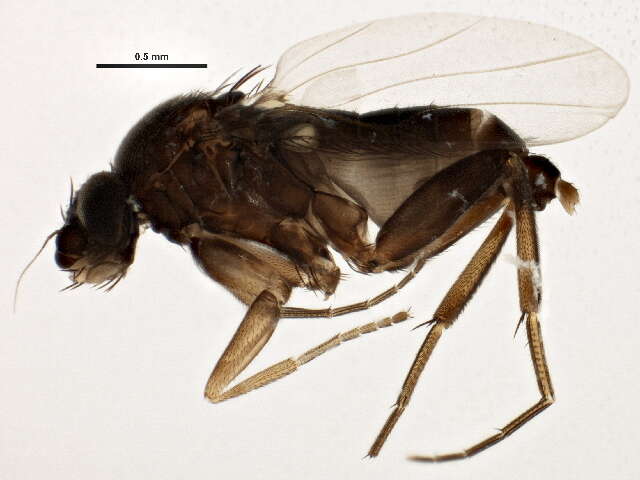 Image of Megaselia sepulchralis (Lundbeck 1920)