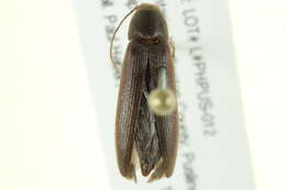 Image of <i>Serropalpus coxalis</i>