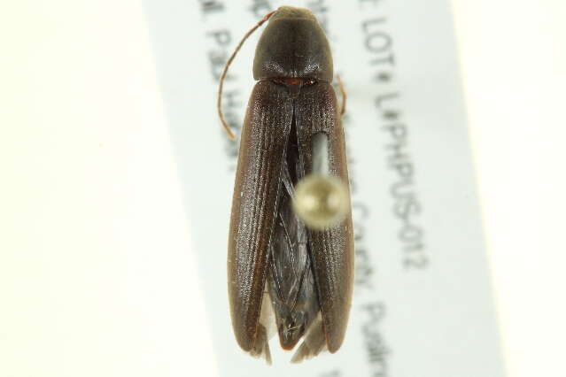 Image of <i>Serropalpus coxalis</i>