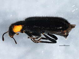 Image of Placopterus