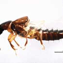 Image of Oxytelinae