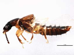 Image de Oxytelinae