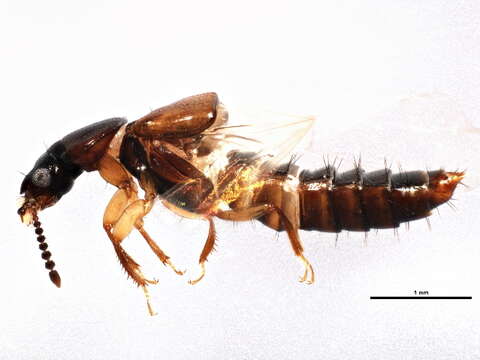 Image of Oxytelinae