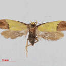 Image of <i>Syntomaula</i>