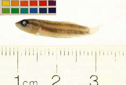 Image of Licorice gourami