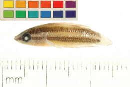 Image of Licorice gourami