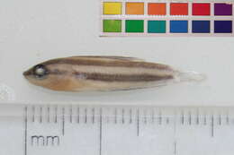 Image of Licorice gourami