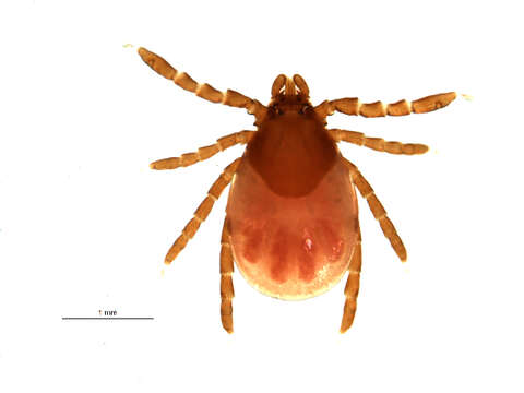 Image of Ixodes angustus Neumann 1899