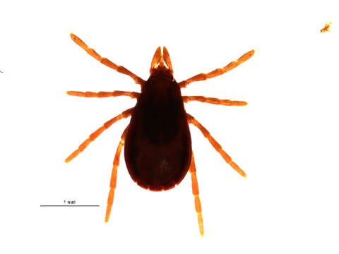 Ixodes angustus Neumann 1899的圖片