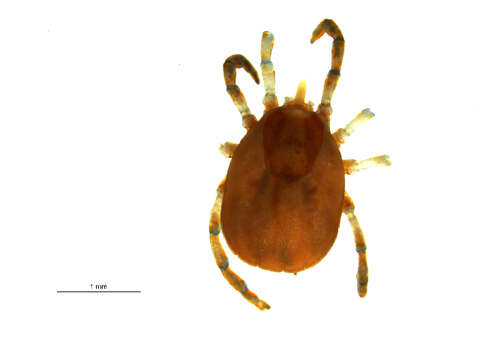 Image of Ixodes uriae White 1852