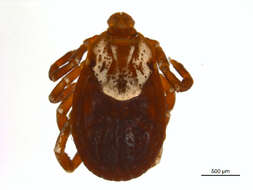 Image of American dog tick