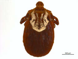 Image of American dog tick