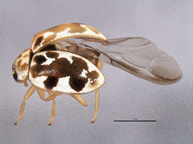 Image of Fungus-eating Lady Beetles