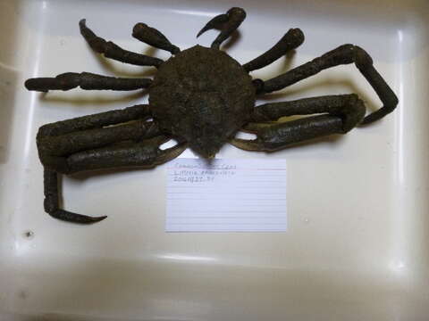 Image of Portly Spider Crab