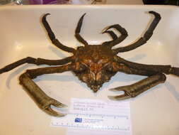 Image of Portly Spider Crab