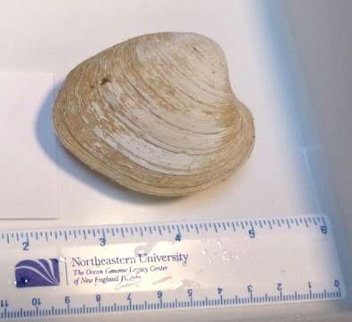 Image of quahog