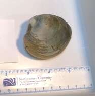 Image of quahog