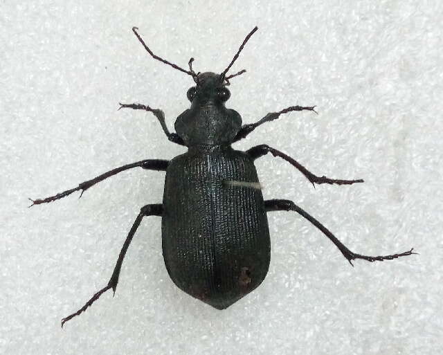 Image of Calosoma (Campalita) maderae (Fabricius 1775)